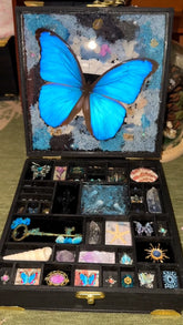big-box-butterfly-specimen-gift